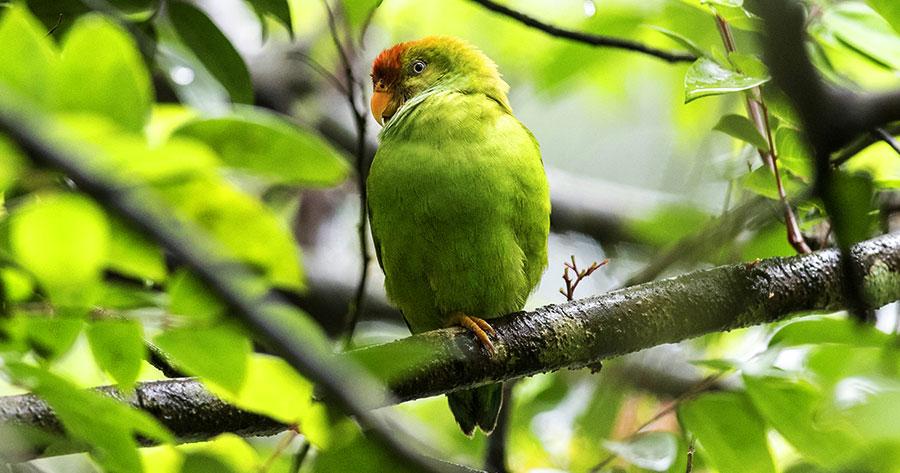A parakeet spotted among the mangroves